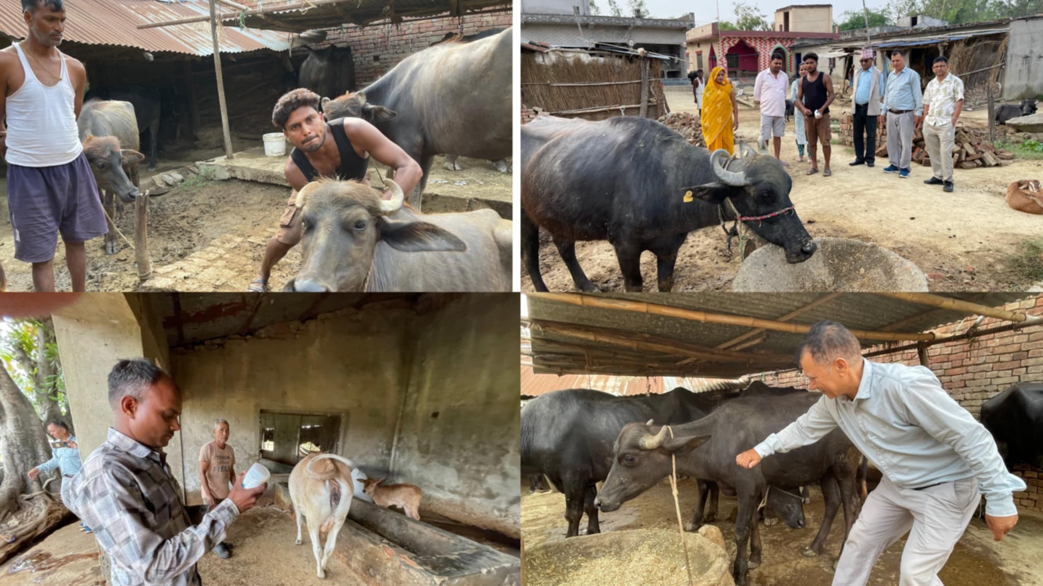जानकीमा १७ हजार गाईभैंसीलाई महामारी विरुद्धको भ्याक्सिन लगाइँदै