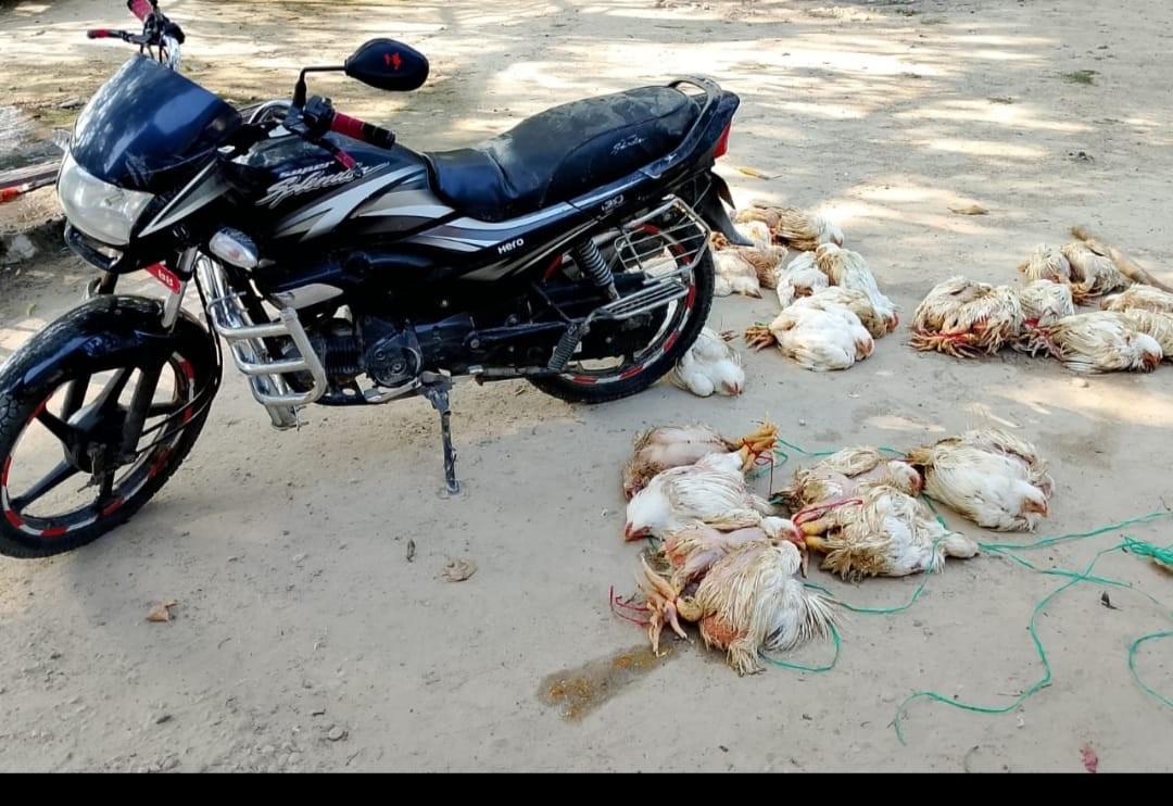 सशस्त्र प्रहरीद्वारा मोटरसाइकलसहित एक क्विन्टल कुखुरा बरामद