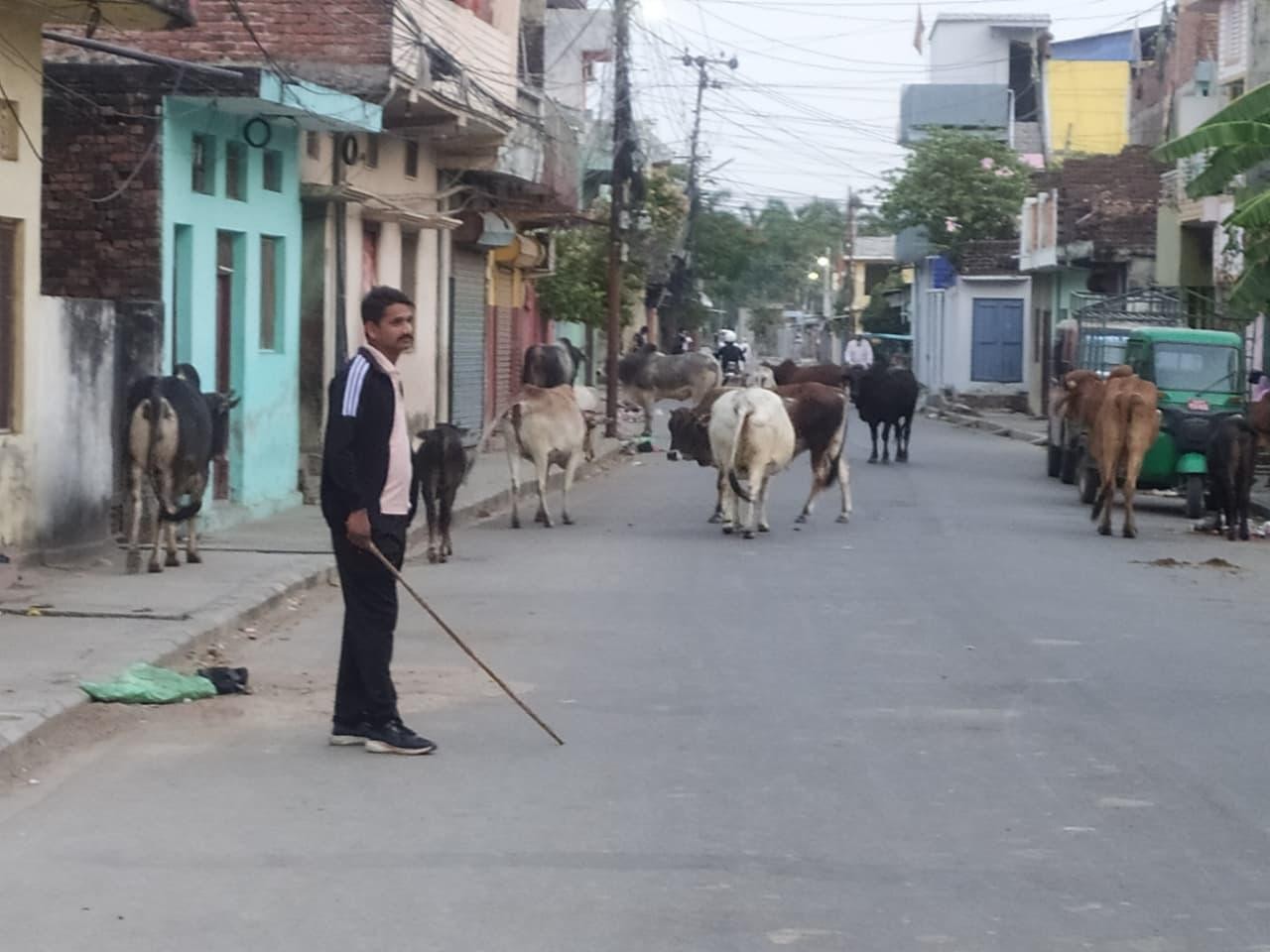 नेपालगन्जका सडकवाट थप २३ छाडा पशु कान्जी हाउस लगियो