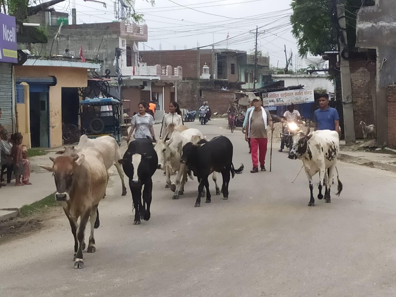 नेपालगञ्जमा छाडा पशुचौपाया नियन्त्रण अभियान निरन्तर