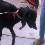 कोरोना रोक्न आग्रह गर्दै देवतालाई बलि