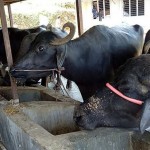 कोरियाबाट फर्केका दाजुभाइ भैँसीपालनबाट मनग्ये आम्दानी गर्दै