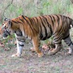 महिलालाई बेपत्ता पारेको नरभक्षी बाघ नियन्त्रणमा, महिलाको अवस्था अझै अज्ञात