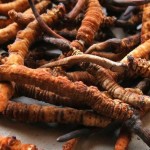 एक महिना यार्सागुम्बा टिपेर वर्षभरिको जोहो