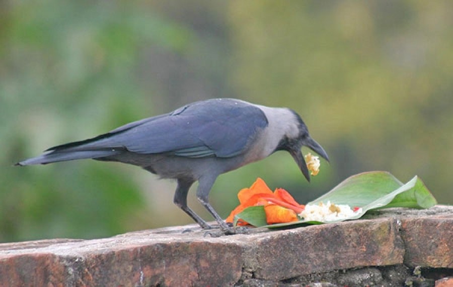 यमपञ्चक शुरु, आज पहिलो दिन काग तिहार