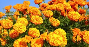 तिहारमा बाँकेकै फुल प्रशस्त, भारतीय फुल भित्रिएन्