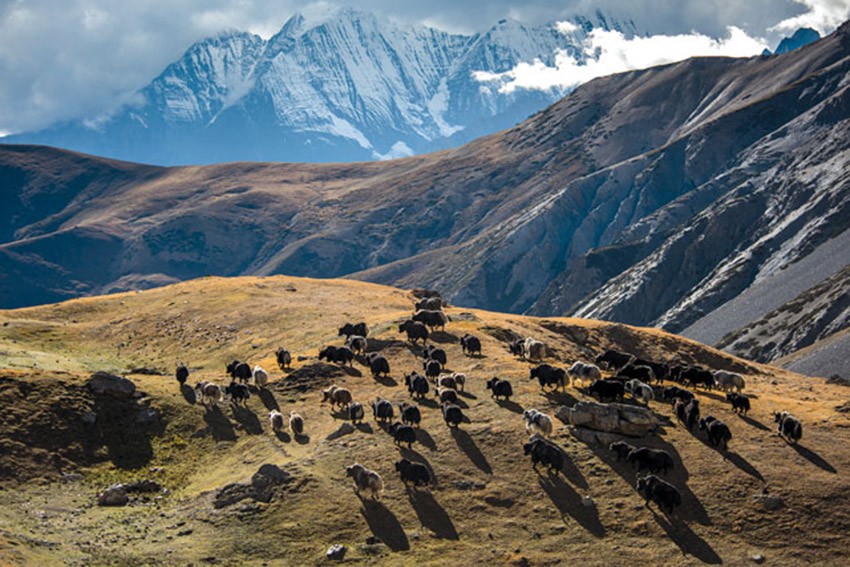 शे–फोक्सुण्डो संरक्षणमा सहकार्य बढ्दै: चोरीपैठारी घट्यो, वन्यजन्तुको सङ्ख्या बढ्यो