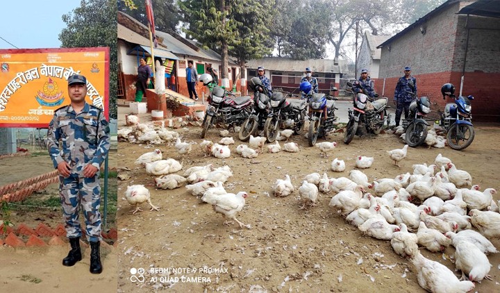 खडैचा बिओपीद्वारा ७ वटा मोटरसाइकलसहित तस्कर पक्राउ,५ क्विन्टल कुखुरा बरामद