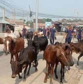 नेपालगञ्ज बजारबाट ७ दर्जन छाडा पशु कान्जीहाउस लगियो