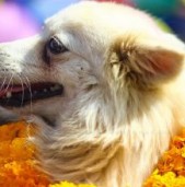आज कुकुर तिहार मनाइँदै
