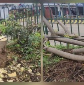 कोहलपुरमा वयश्क रुख काटिएपछि सर्वत्र आलोचना