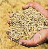 खाद्यले बाँकेमा मंसिर २६ देखि धान खरिद गर्दै