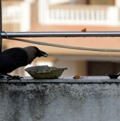 आज काग तिहार मनाइँदै