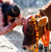 तिहारको तेस्रो दिन आज गाई पूजा