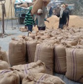 बाँकेमा किसानको धान खरिद गरिँदै