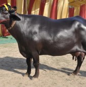 भारतबाट आएका मुर्रा राँगा सीमापारि रुपैडिहामै रोकिए