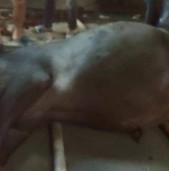 बाँकेको राँगाले चन्द्रागिरीमा आतंक मच्चायो, गोली हानेर मारियो