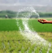 रासायनिक मल नपाउँदा बाँकेका किसान निराश