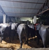 नेपालगन्ज नाकाबाट भित्रिए मुर्रा राँगा