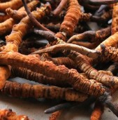 एक महिना यार्सागुम्बा टिपेर वर्षभरिको जोहो