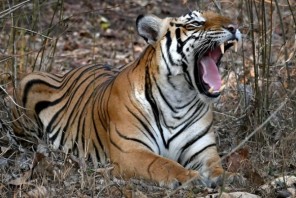 बाघको संख्या तेब्बर, व्यवस्थापनमा चुनौती