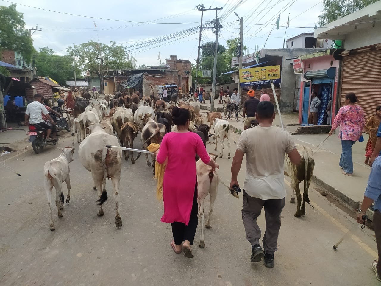 नेपालगञ्ज बजार क्षेत्रबाट ७९ वटा छाडा पशुचौपाया काञ्जीहाउस लगियो