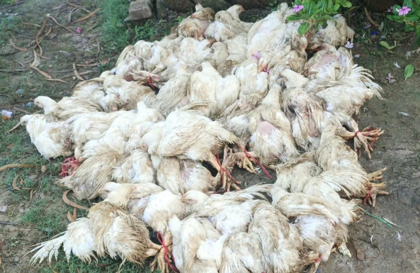 साईगाउँबाट भारतबाट ल्याइएको बोइलर कुखुरा बरामद