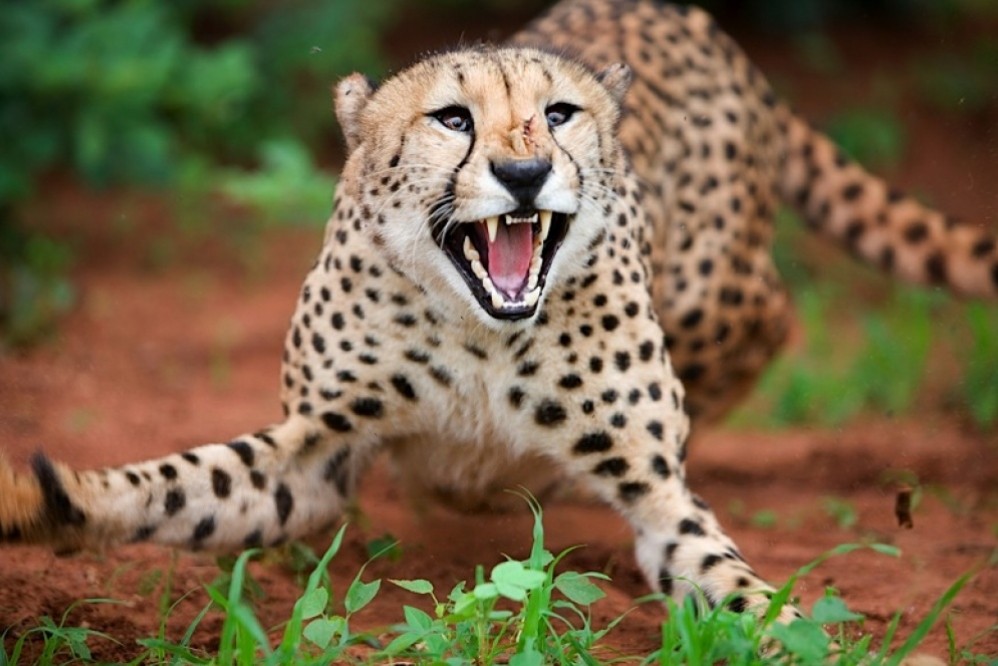 एकैदिन बर्दियामा चितुवाको आक्रमणमा दुई जन