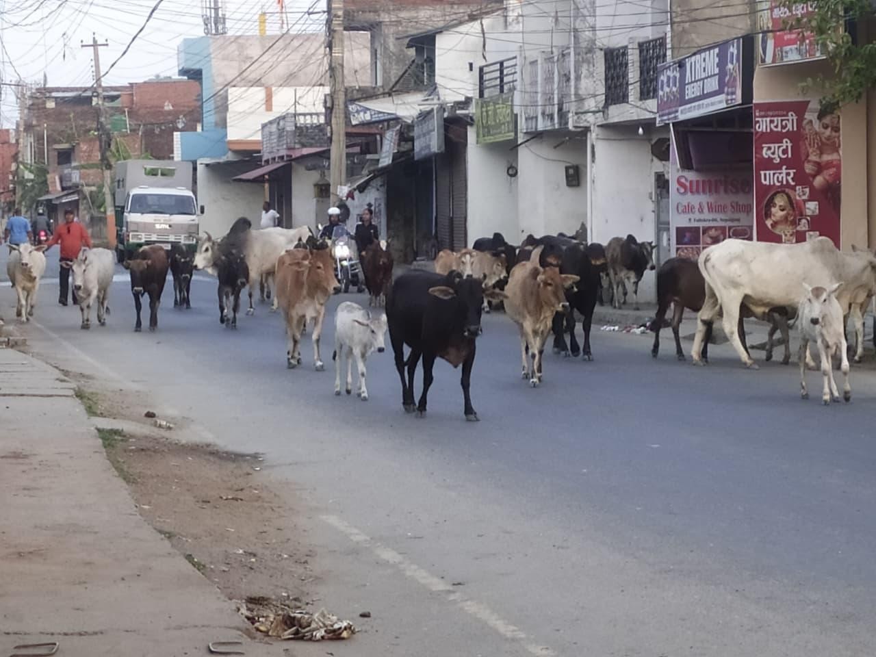 नेपालगञ्जमा छाडा पशु नियन्त्रण अभियान: थप ३८ पशु कान्जीहाउस पुर्‍याइयो