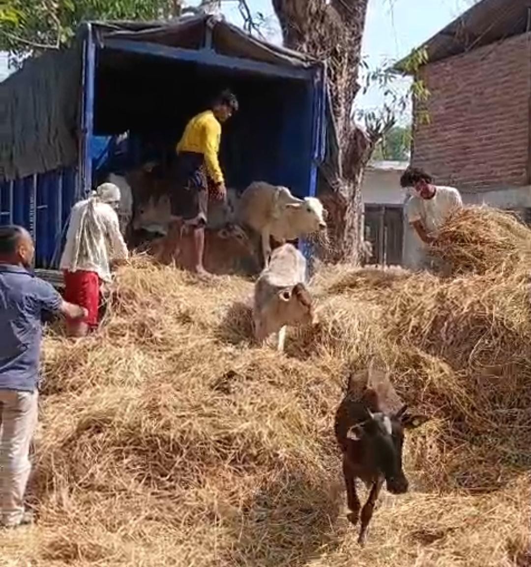 नेपालगञ्ज कान्जी हाउसका पशुलाई राप्तीसोनारीको गौ सेवा धाममा स्थानान्तरण