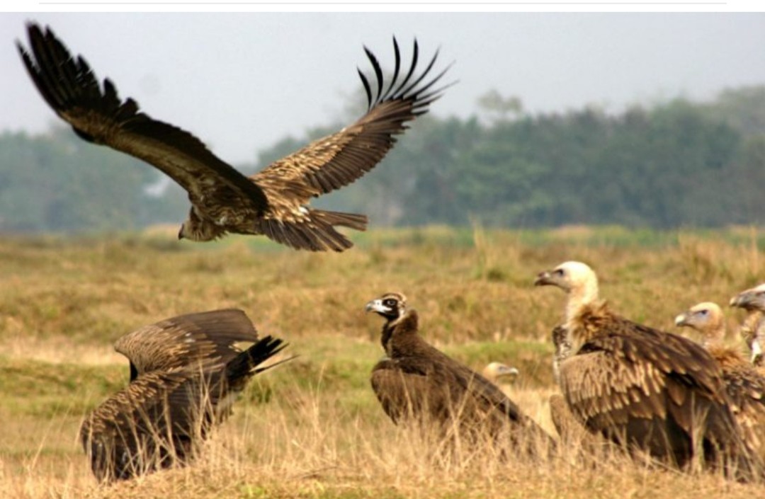 दैलेखमा लोपोन्मुख गिद्ध देखिन थाले