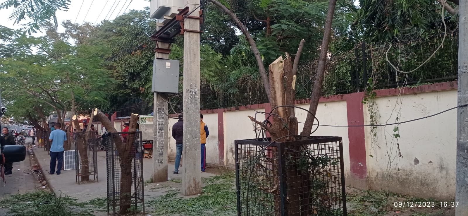 नेपालगञ्जमा विद्युतले १६ बयश्क रुख काटेपछि सर्वत्र आलोचना