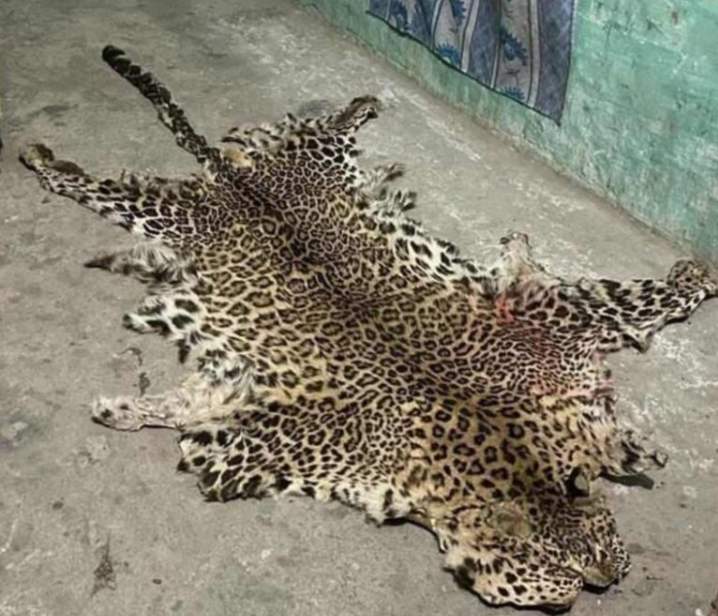 बेवारिसे अवस्थामा चितुवाको छाला फेला