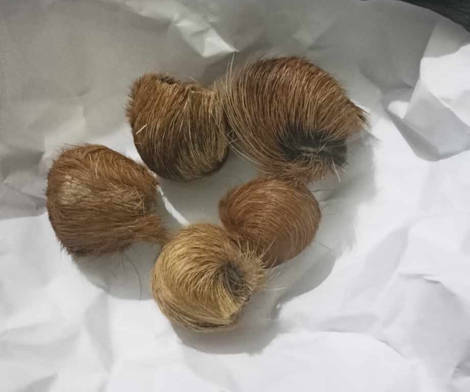 नेपालगन्जबाट कस्तुरीको ५ थान बिना बरामद