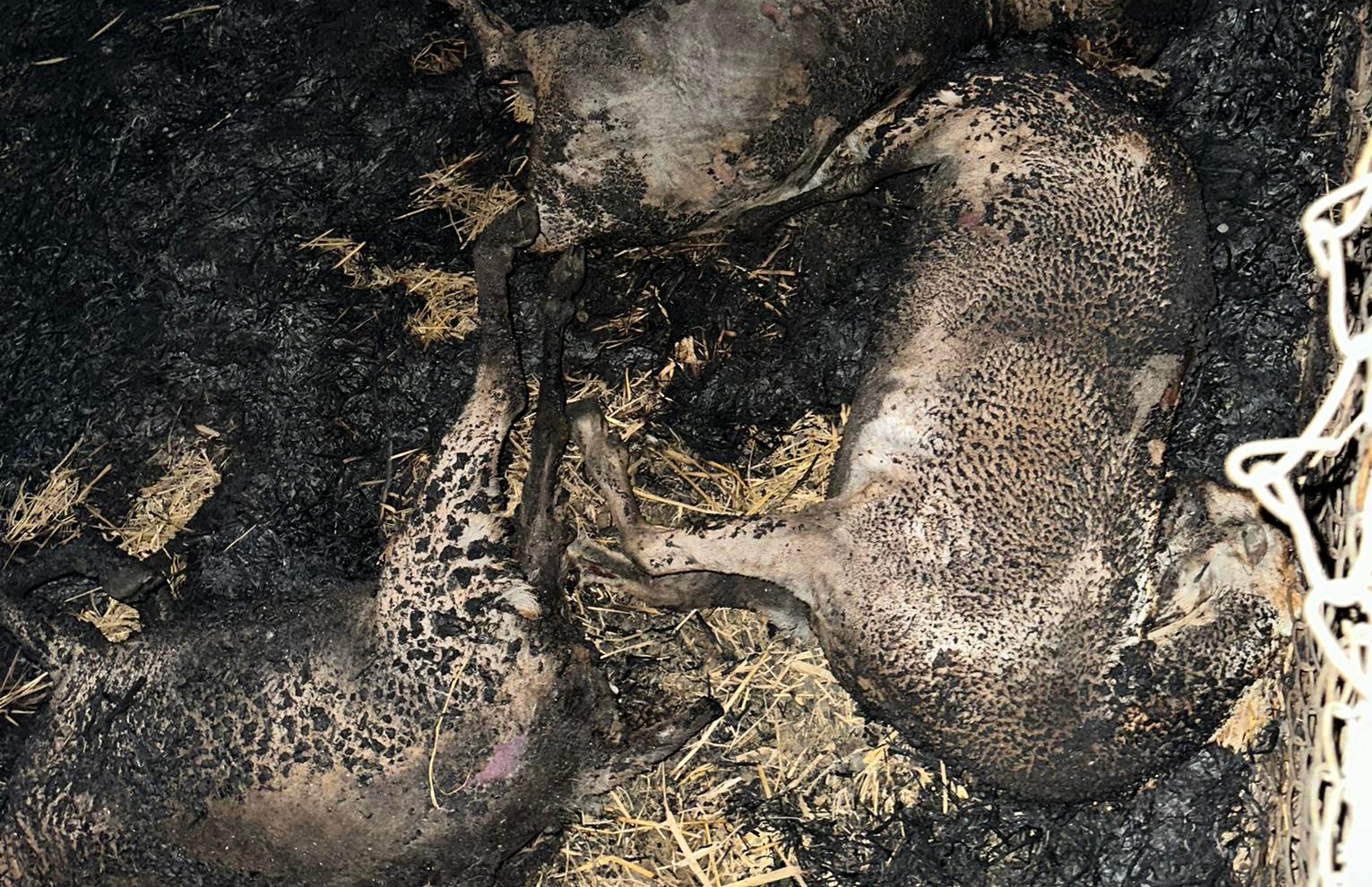 खजुराको बाख्रा अनुसन्धान इकाईमा आगलागी हुँदा ६२ बाख्रा मरे