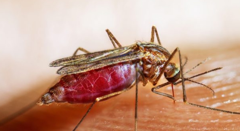 बाँकेमा औलोको जोखिम