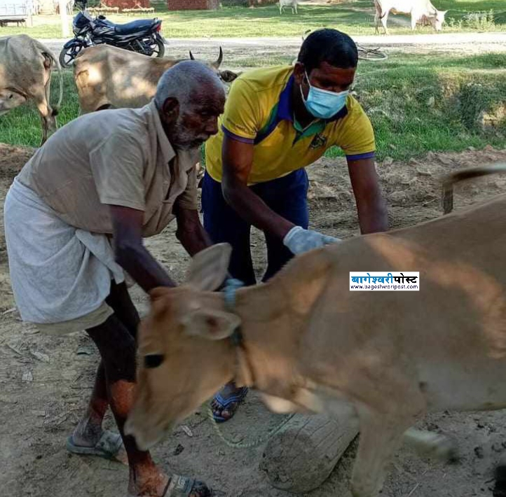जानकी गाउँपालिकामा लम्पी स्कीनको संक्रमण देखिएपछि किसान मारमा पर्दै
