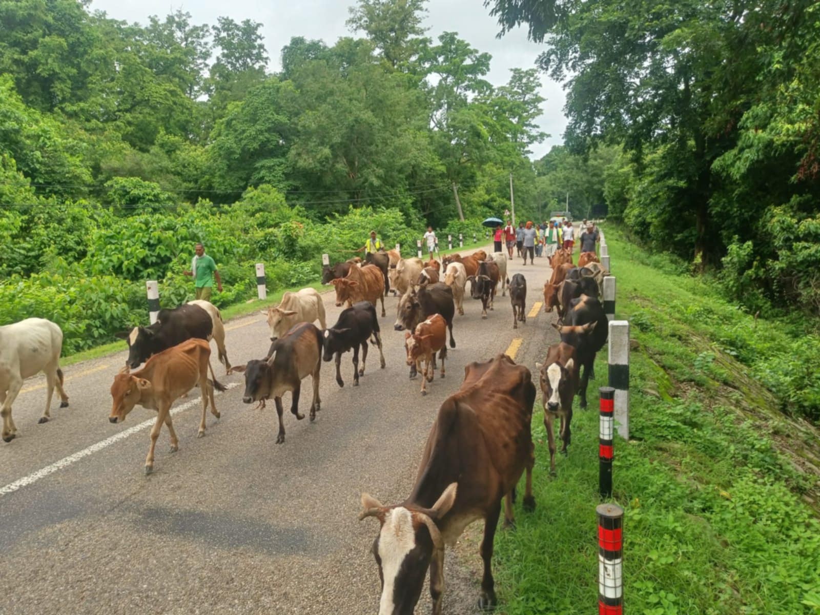 कोहलपुर क्षेत्रका छाडा पशुचौपाया गौ सेवा धाममा