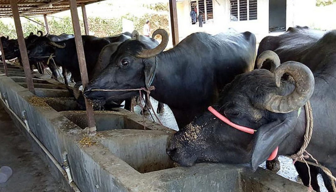 कोरियाबाट फर्केका दाजुभाइ भैँसीपालनबाट मनग्ये आम्दानी गर्दै