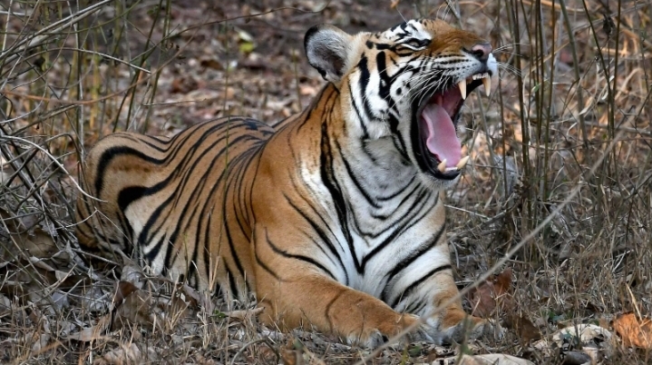 बाघको संख्या तेब्बर, व्यवस्थापनमा चुनौती