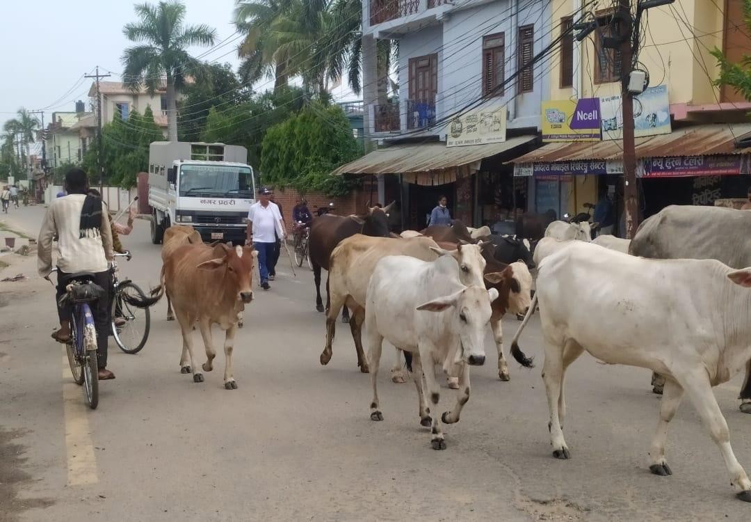 नेपालगञ्जमा छाडा पशुको संख्या बढेपछि काञ्जीहाउस लगिँदै, शनिवार पनि ५५ पशुचौपाया काञ्जीहाउस पुर्याइयो