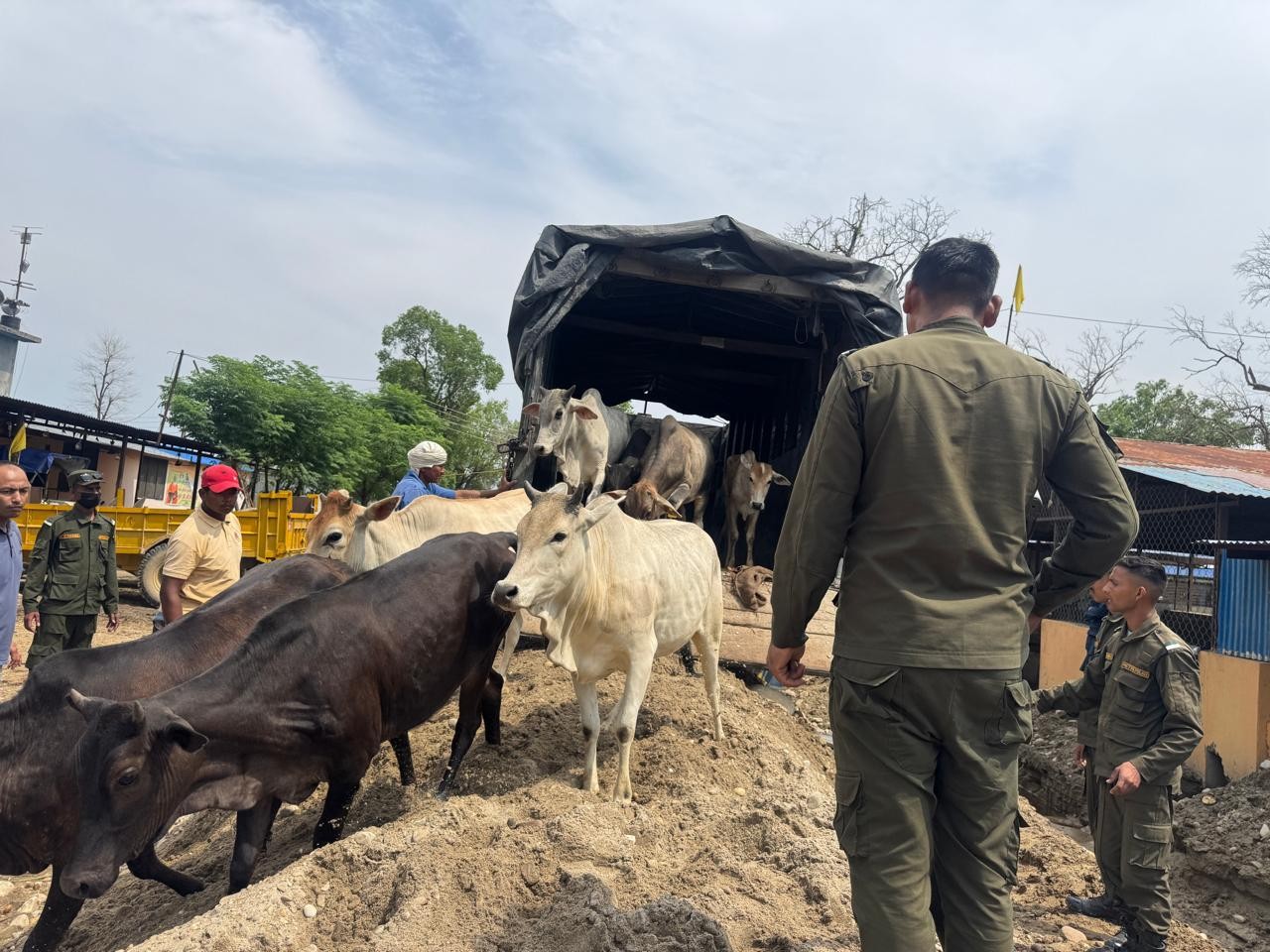 ८५ छाडा पशुचौपाया नेपालगञ्जबाट 'गौ सेवाधाम' मा स्थानान्तरण