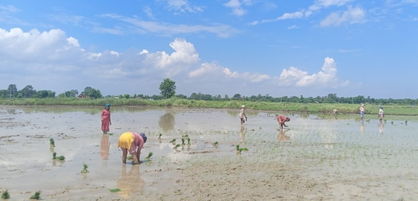 बाँकेमा ९७.३९ प्रतिशत धान रोपाइँ