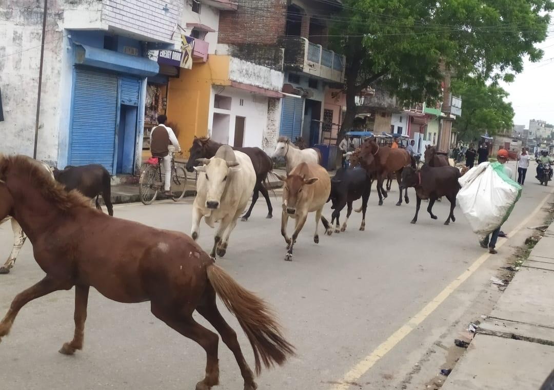 नेपालगञ्जमा छाडा पशु चौपाया व्यवस्थापन अभियान निरन्तर