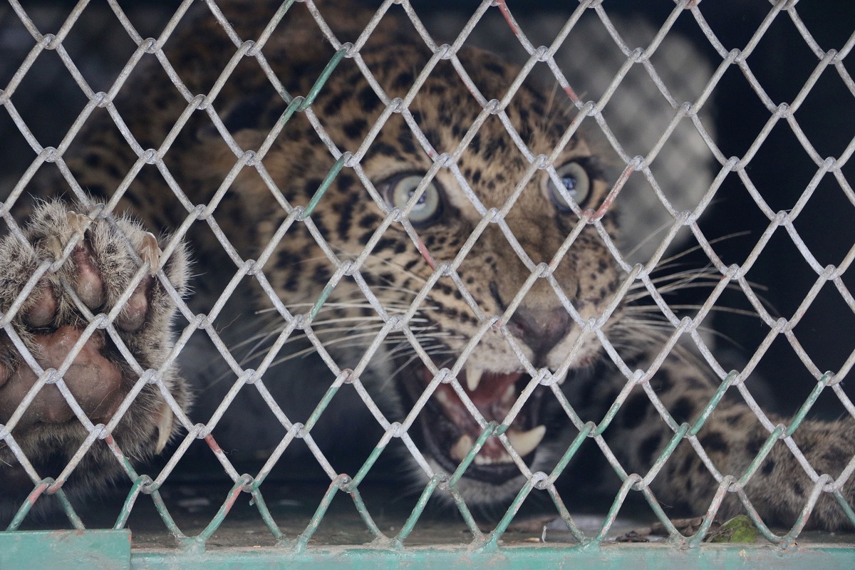 चितुवाले आक्रमण गर्दा ८ जना घाइते