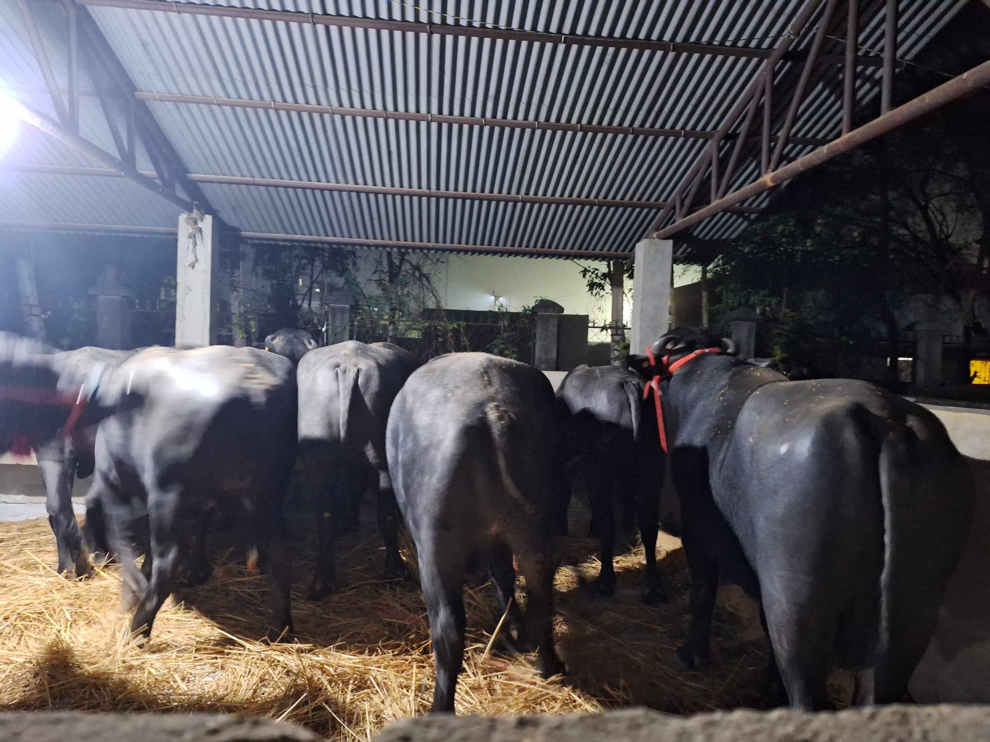 नेपालगन्ज नाकाबाट भित्रिए मुर्रा राँगा