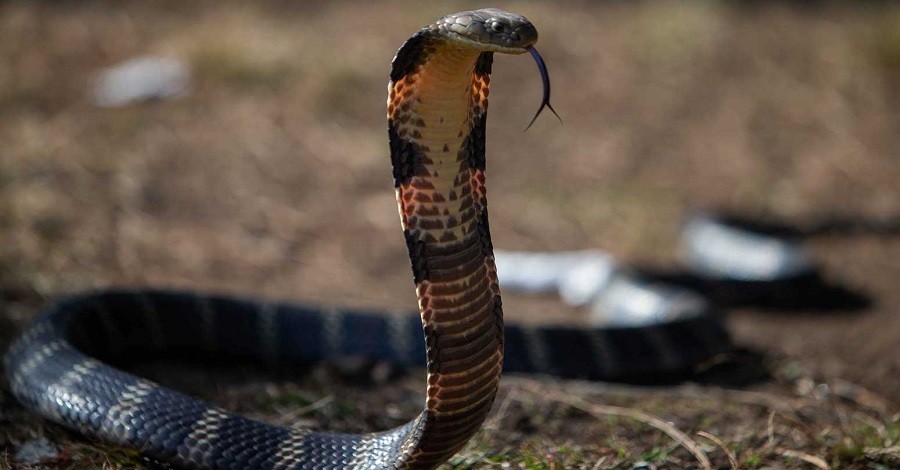 बाँकेमा चार महिनामा ७० सर्पको उद्धार