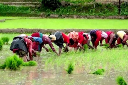 देशभरि हालसम्म ६० प्रतिशत मात्र धान रोपाइँ