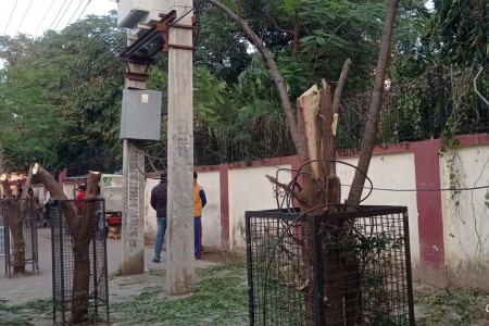 नेपालगञ्जमा विद्युतले १६ बयश्क रुख काटेपछि सर्वत्र आलोचना