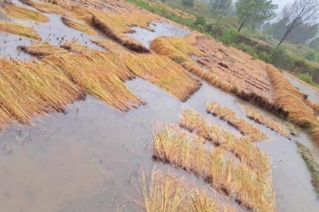बर्षाले धानबालीमा ठूलो क्षती